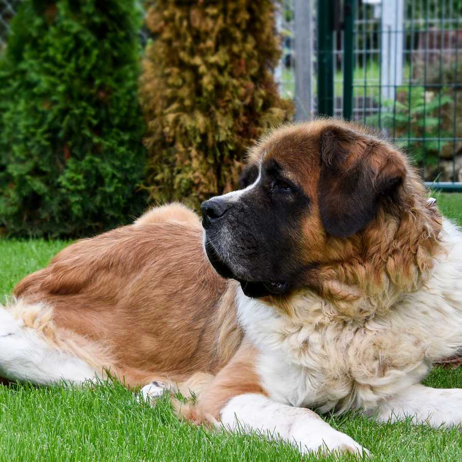 Adorable St. Bernanrd laying on the ground, one of the Top 6 Most Expensive Dog Breeds in 2022.