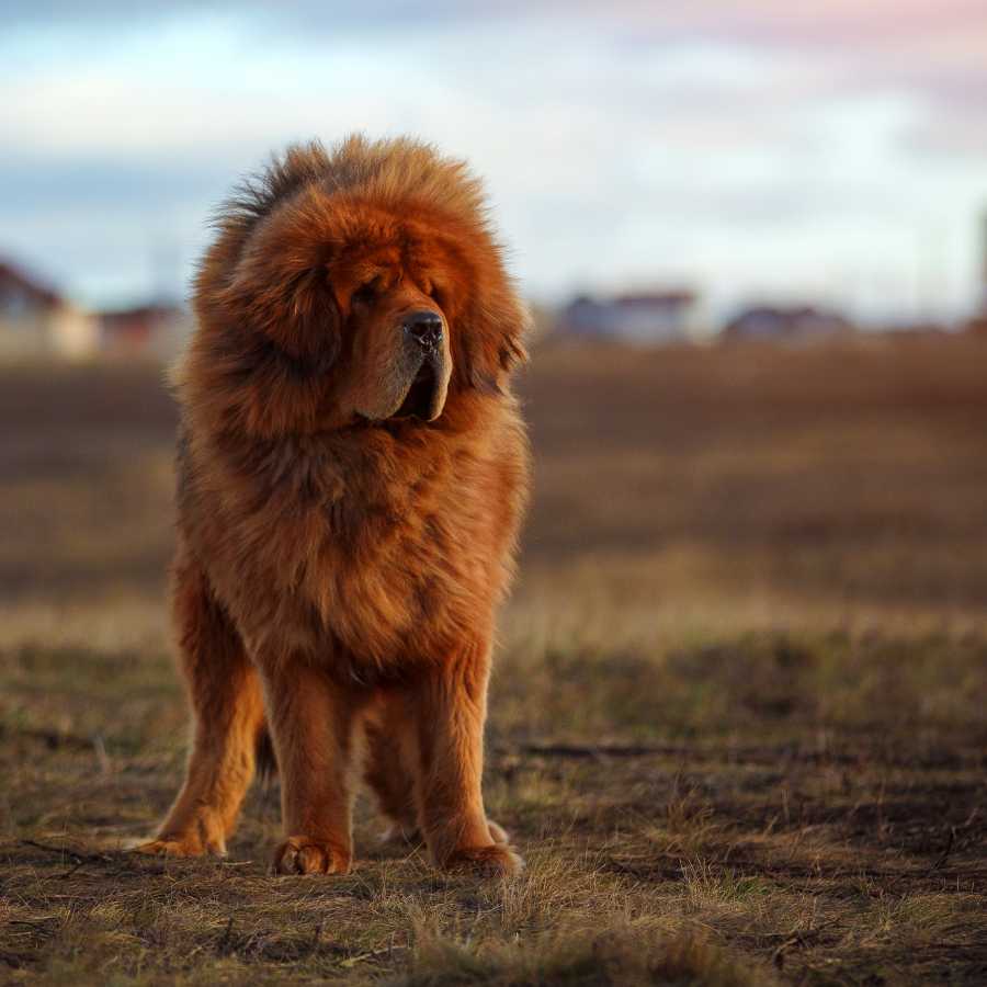 Gorgeous Tibetan Mastiff standing regally in a field of grass, one of the Top 6 Most Expensive Dog Breeds in 2022.