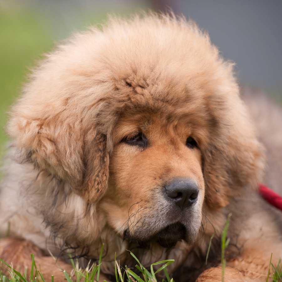 Adorable Tibetan Mastiff resting, one of the Top 6 Most Expensive Dog Breeds in 2022.