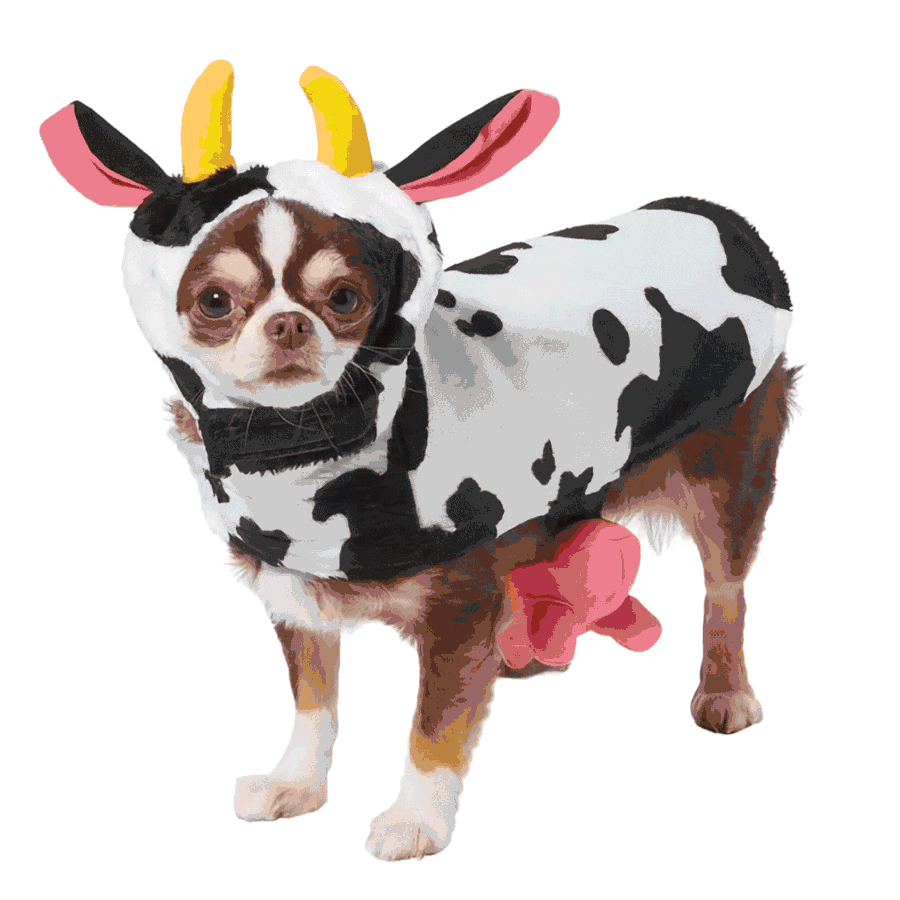 Top Halloween Dog Costumes from 2022. Dress your dog up as an adorable Cow, super heroes Batman or Superman, or the infamous and scary Chucky or an adventurous Pirate from the Caribbean. Click here to shop our selection of Halloween Dog Costumes.