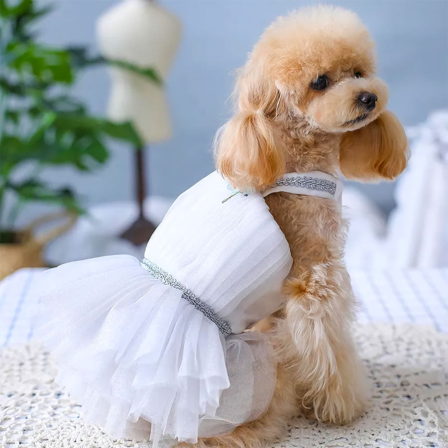 Toy Poodle wearing handmade ancient greek goddess dog dress.