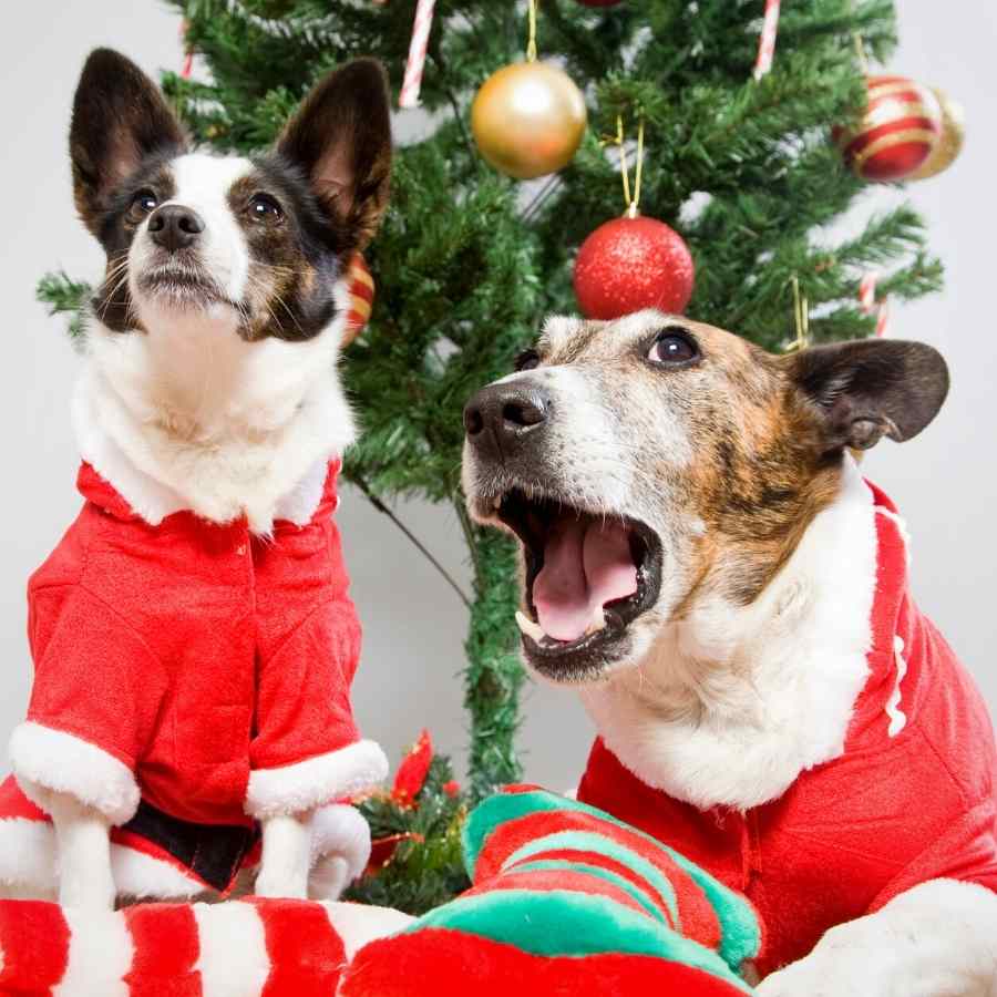 Two cute dogs sitting underneath the Christmas tree singing and wearing Santa suits.