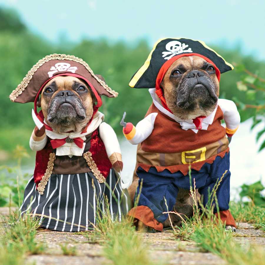 Two French Bulldogs wearing awesome Halloween Pirate Dog Costumes from online dog costume shop they made me wear it.