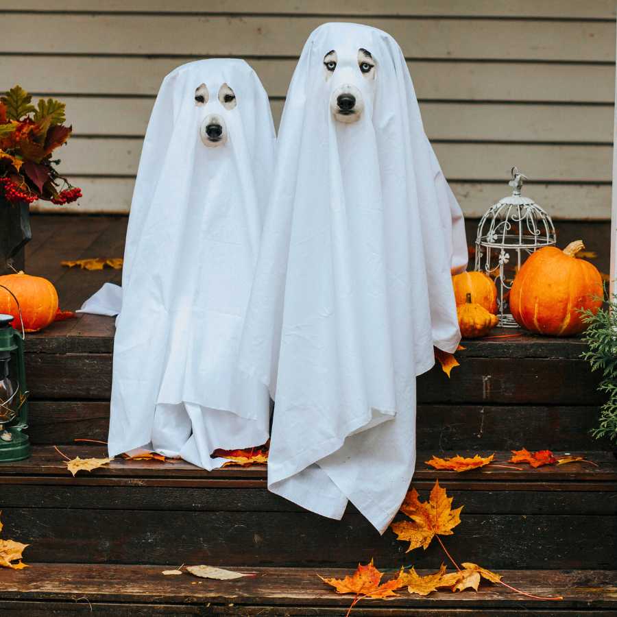 Two husky dogs dressed in ghost costume, sitting on the front porch steps for Halloween house party.