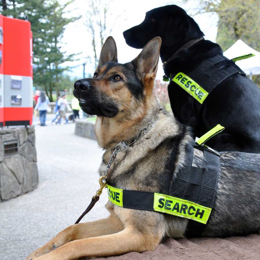 Two search and rescue dogs german shepherd and black labrador retriever obediently awaiting instruction.