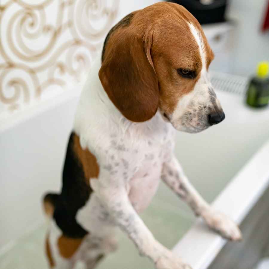 Unhappy tiny Beagle standing up in bathtub.