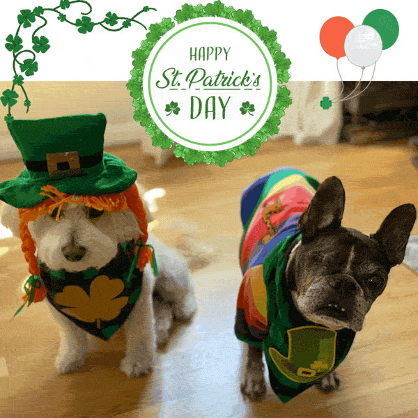 Willow and Dilla sporting their St. Patrick's Day outfit.