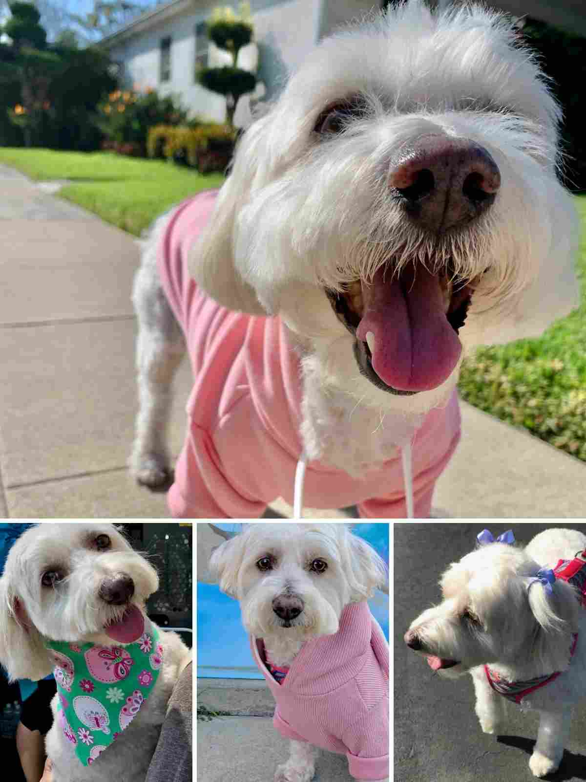 Willow, Bichon Frise, Maltese and Havanese mix, adorable and happy senior dog.