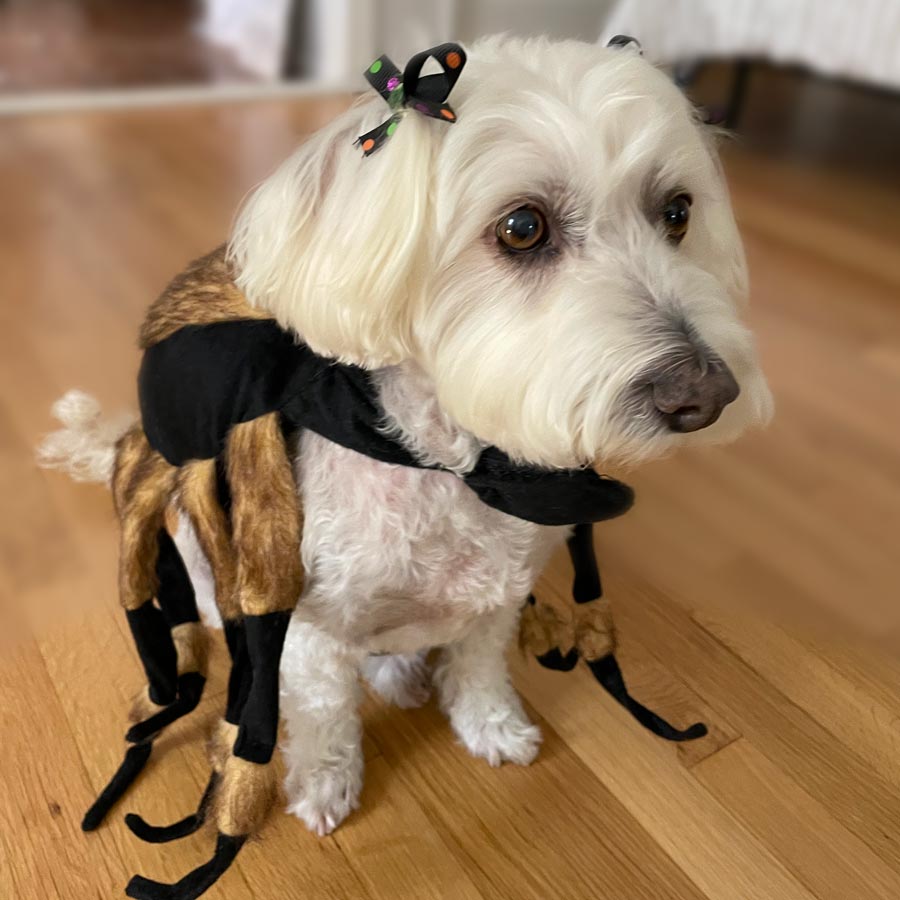 Willow, Bichon frise, Maltese and Havanese mix wearing the spooky Tarantula Dog Costume from online dog costume shop they made me wear it.