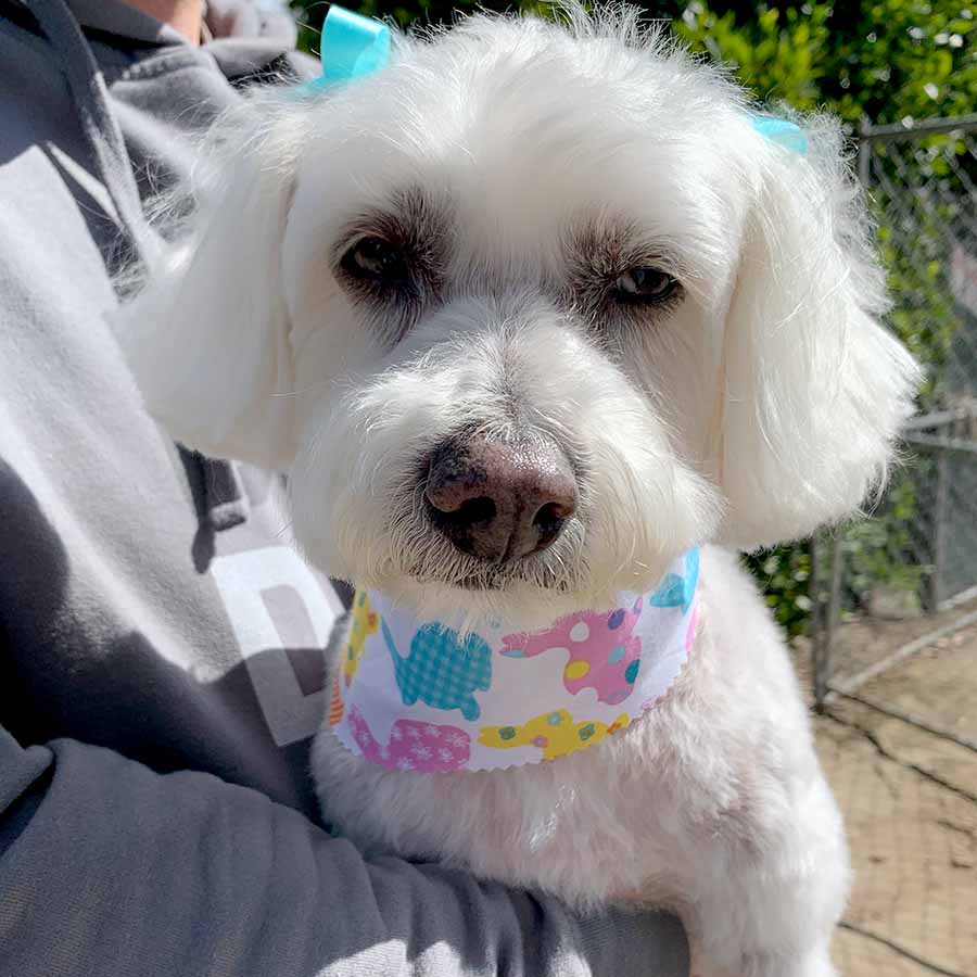 Willow a Bichon Frise, Maltese and Havanese mix wearing adorable blue hair bows and animal print bandana after a fresh new hair cut by Mobile Pet Groomer, Jens Pooch Styles Mobile Grooming.