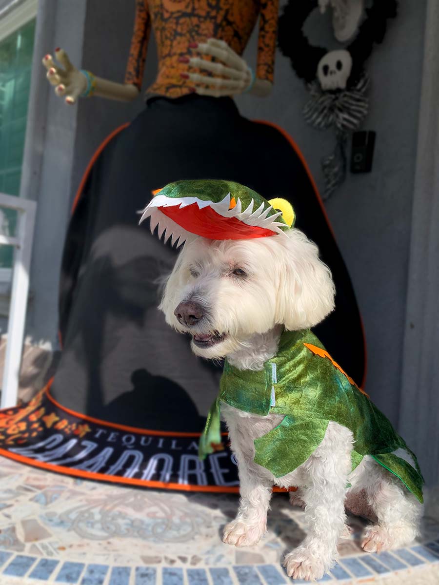 Willow, a Bichon Frise, Maltese and Havanese mix wearing the awesome Crocodile Halloween Dog Costume from online dog costume shop they made me wear it. 