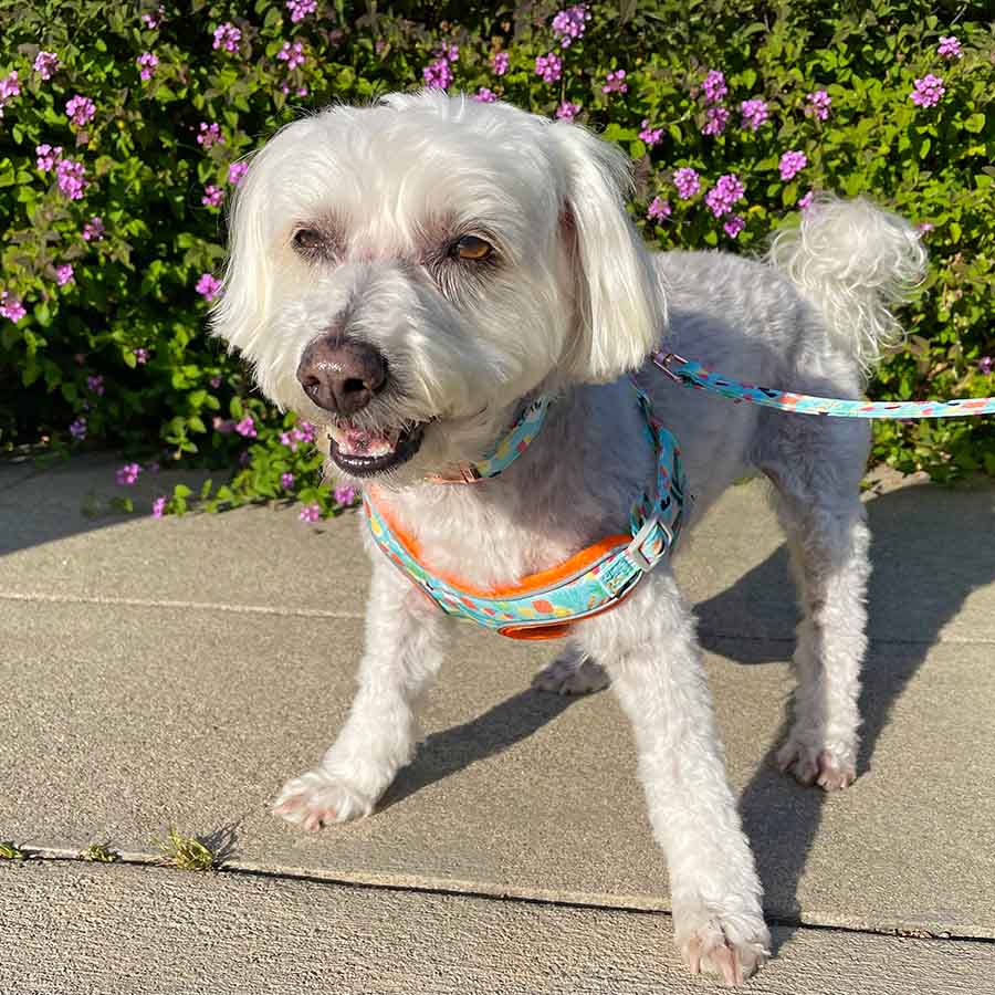 Willow, a Bichon Frise, Maltese and Havanese mix wearing the Fruit Salad print Personalized Yummy Dog Harness and Collar Leash set from online dog clothing store they made me wear it.