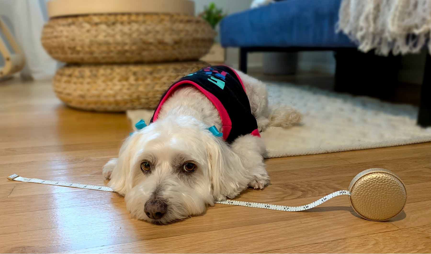 Willow, Bichon Frise, Maltese and Havanese mix teaches the best way to know your dog's costume size by taking your dog's measurements.