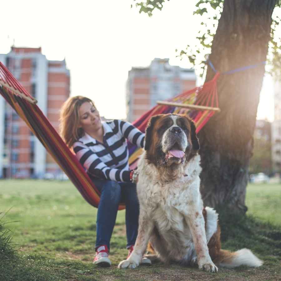 Woman sitting in a hammock, petting Saint Bernard dog at the park, celebrating National Best Friends Day!