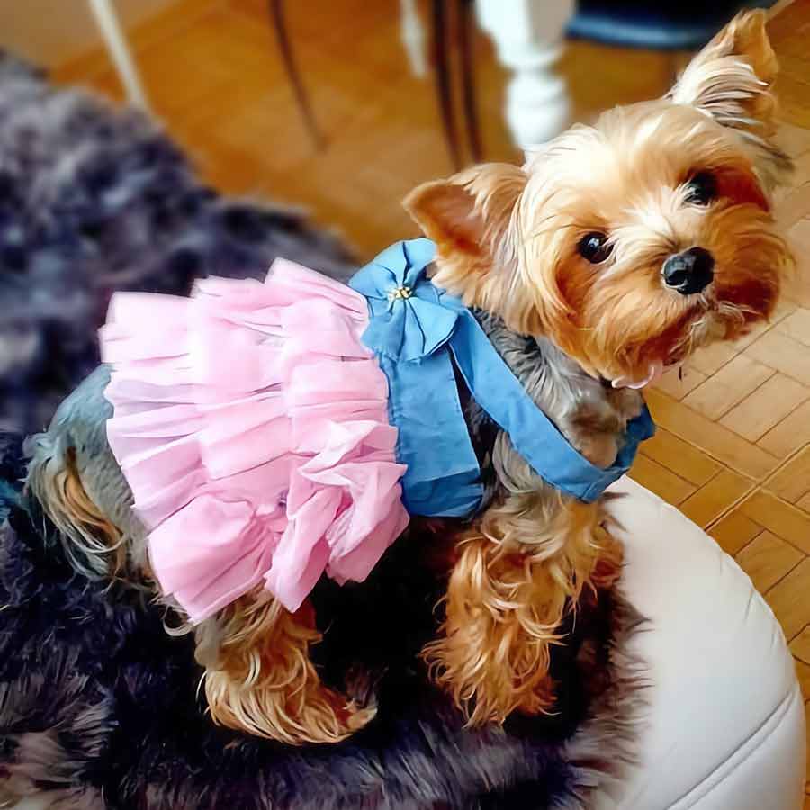 Adorable Yorkie wearing our HOT NEW SUMMER Princess Tulle Lace Dog Dress from online dog clothing store they made me wear it.