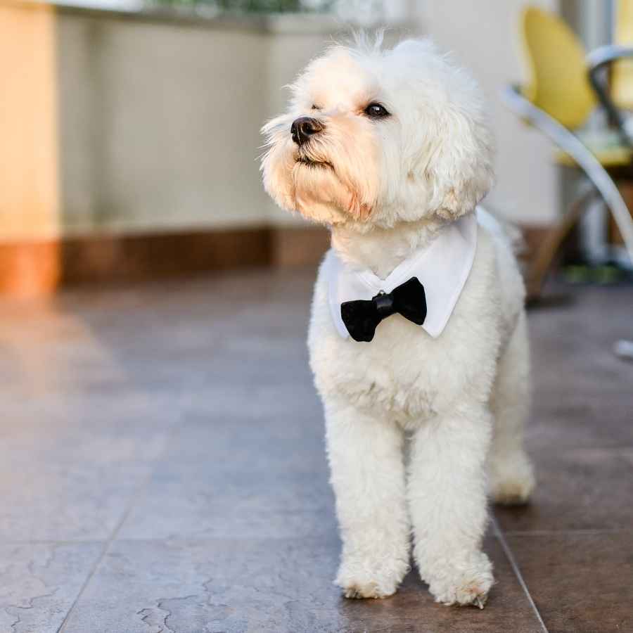Young Maltese and Bichon mix, standing up and wearing a tuxedo collar, ready for the morning walk.