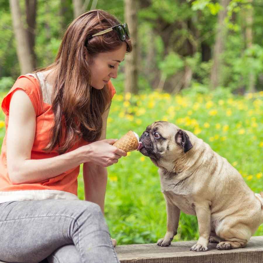 Young woman sitting on a bench feeding her pug ice cream, celebrating National Best Friends Day!