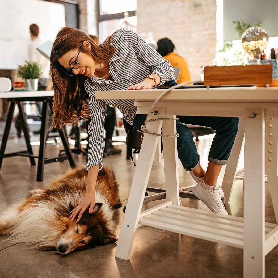 Young woman stroking her Collie dog sleeping on the floor at the office.