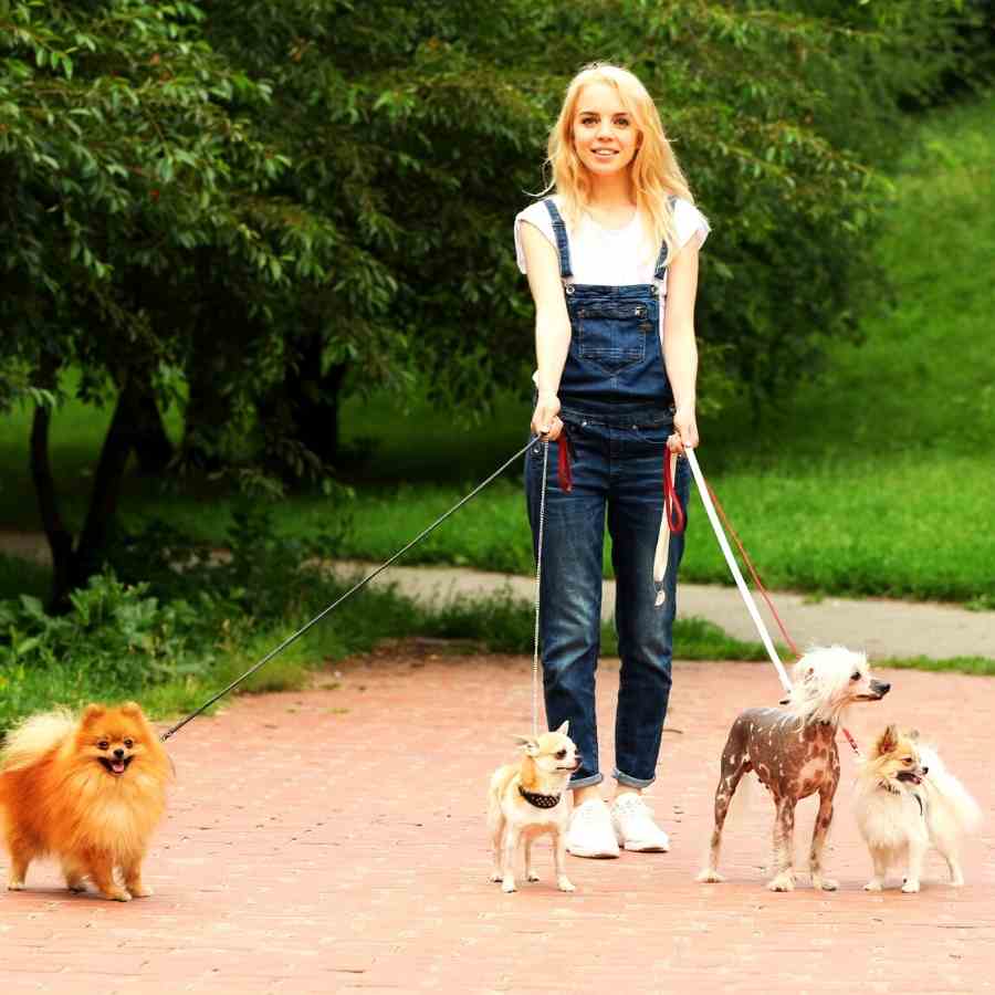 Young woman walking a bunch of dogs at the park. Happy Women's History Month!