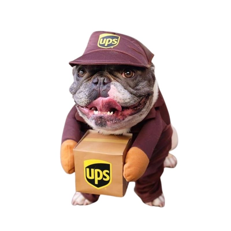French Bulldog wearing UPS Mail Carrier Dog Costume from online dog costume shop they made me wear it.