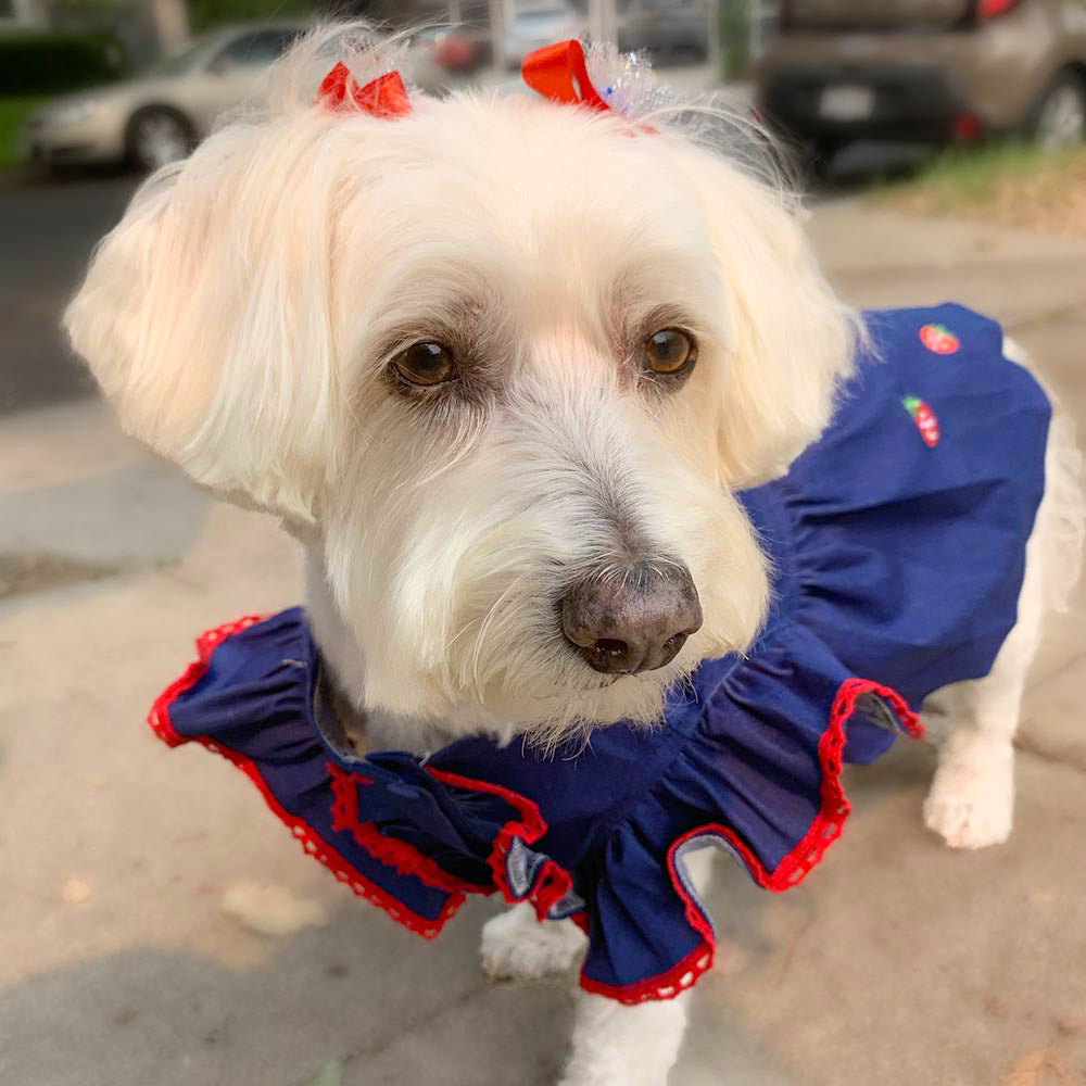 Willow, a Bichon Frise, Havenese and Maltese standing outside, wearing the adorable Strawberry Dog Dress from online dog clothing store they made me wear it.