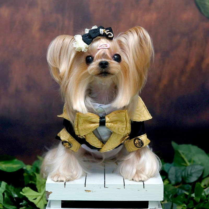 Adorable long-haired Yorkshire Terrier wearing the Black & Gold Tuxedo for Dogs with Bow Tie from online doggy boutique they made me wear it.