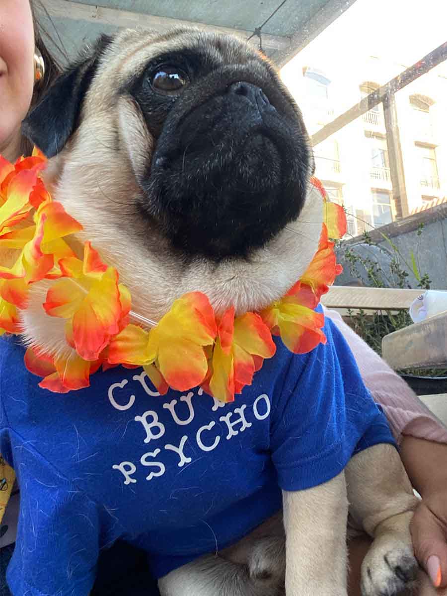 Pup rocking the Cerulean Blue 'Cute But Psycho' Dog Tee from online dog clothing store they made me wear it.