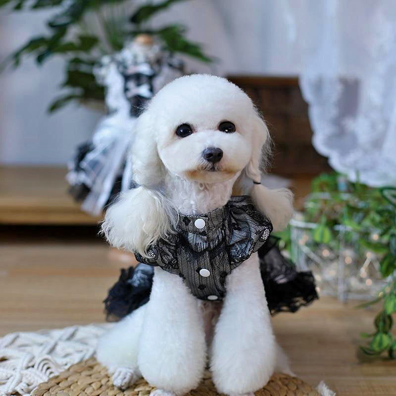 Bichon wearing adorable Elegant Black Lace Designer Dog Dress from online posh puppy boutique they made me wear it.