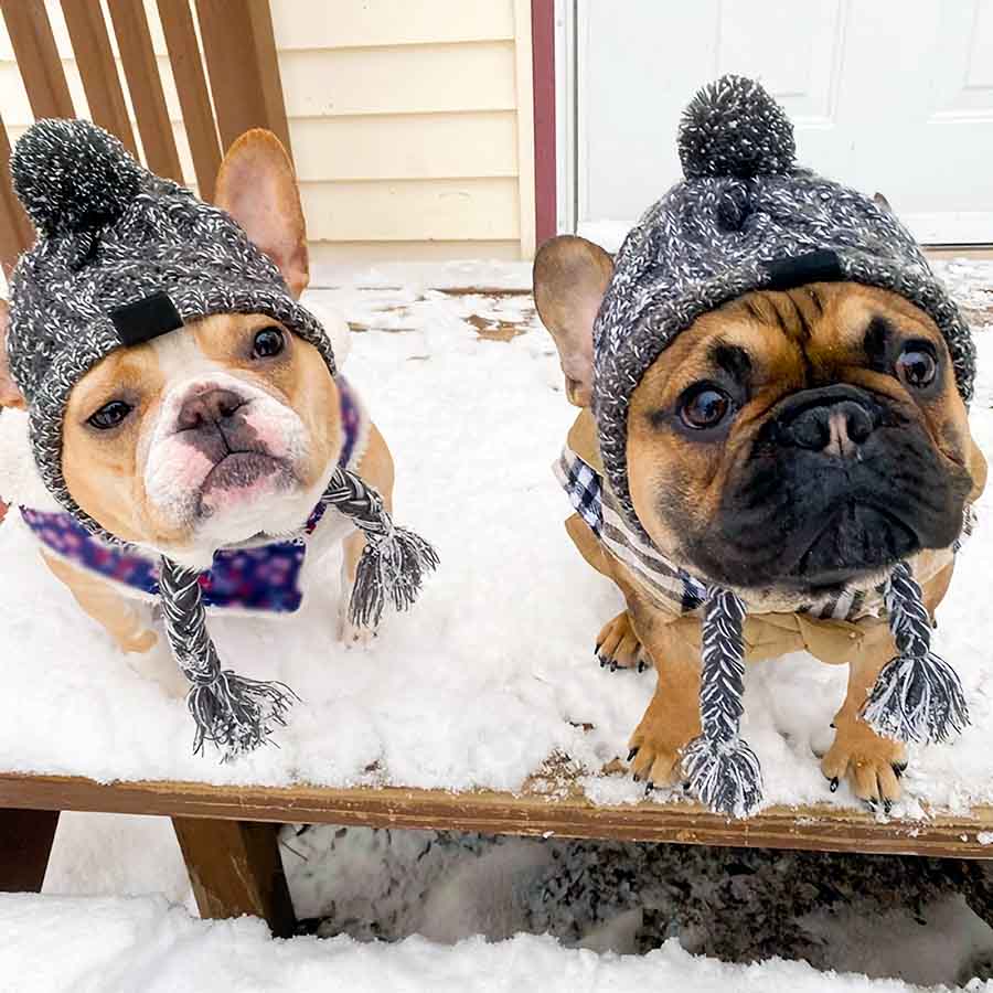 French Bulldogs sitting in the snow wearing Graphite Warm Me Up Dog Beanie from online dog clothing store they made me wear it.