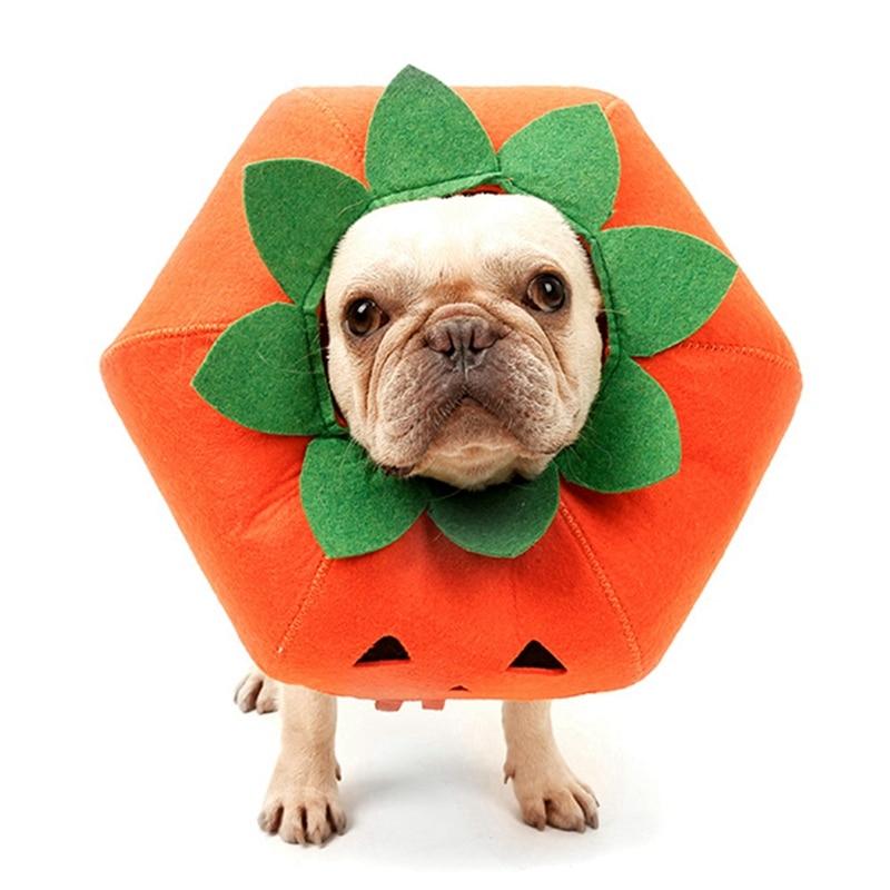 French Bulldog wearing a Pumpkin Dog Collar Halloween Dog Costume from online dog costume shop they made me wear it.