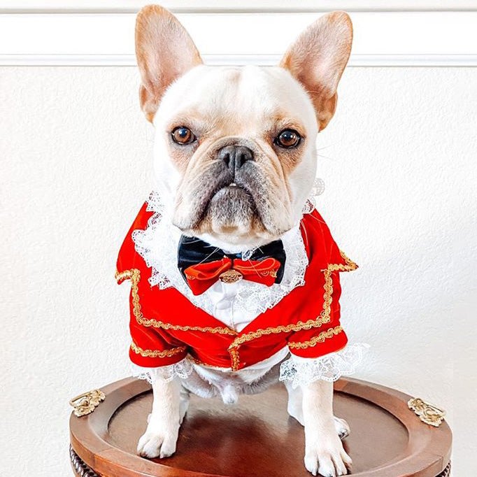 French Bulldog Influencer, Bochy, rocking handmade Royal Dog Tuxedo with Bow Tie from from online doggy boutique they made me wear it. Follow Bochy on Instagram @bochythebullie.
