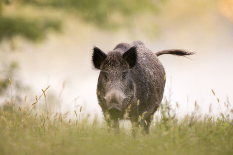 Broken Arrow Ranch Texas Wild Boar Meat