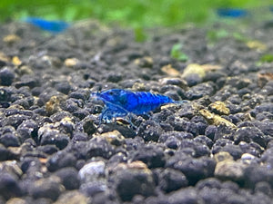 Blue Dream/ Ultra Blue plus for DOA - Blue Crown Aqua - Blue Shrimp Freshwater