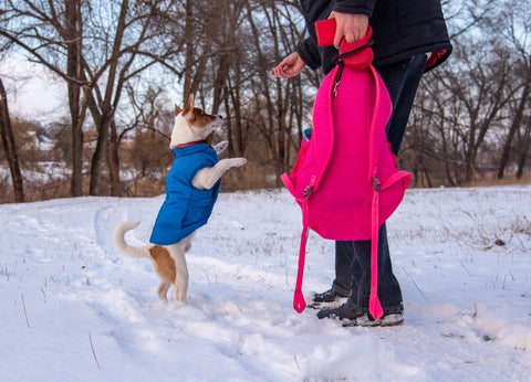 bicolor-jack-russell-terrier-standing-oh-his-back-paws-snow-outside-blue-vest-red-collar-while-man-training-him-gives-treat