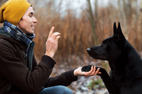 man training with dog