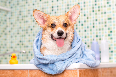 corgi-dog-toy-with-towel-after-wash-bathroom