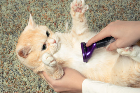 furminator-combing-cute-creamy-british-cat