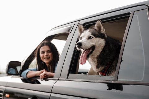 husky-peeking-its-head-out-window-while-traveling-by-car-with-woman