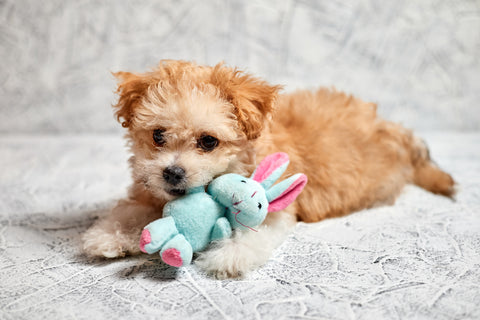 maltipoo-puppy-with-toy-plush-rabbit-gray