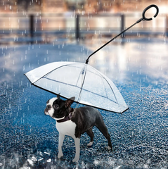 dog umbrella leash