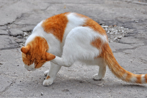 red-cat-scratching-fleas-yard-outdoor-road