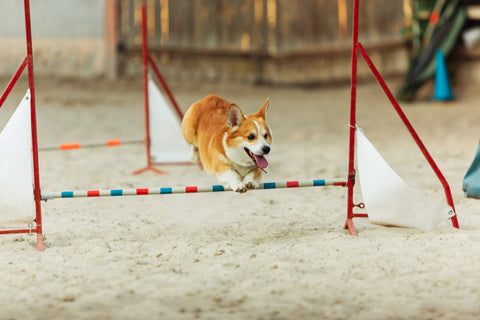 welsh-corgi-dog-performing-during-show-competition
