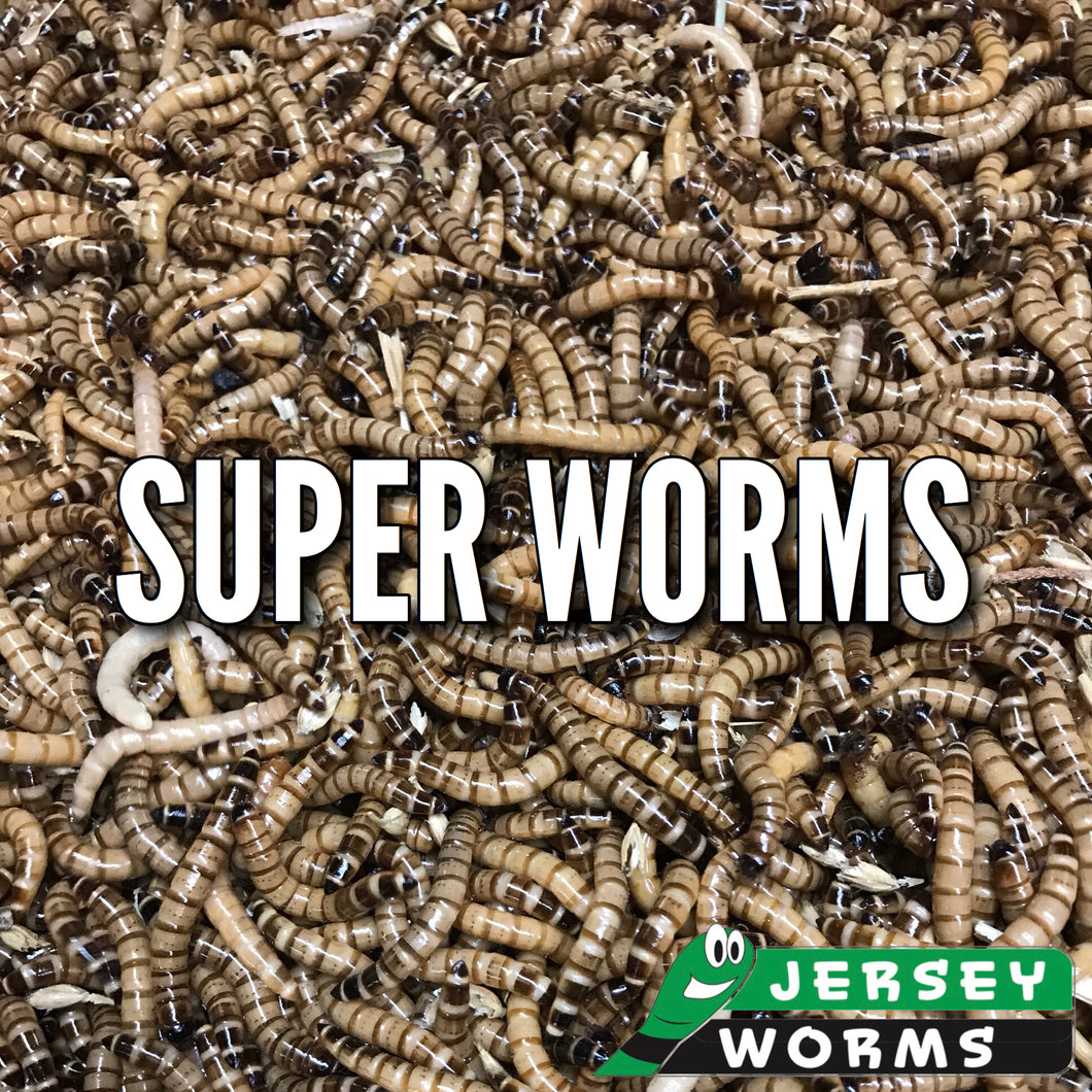 download super worm