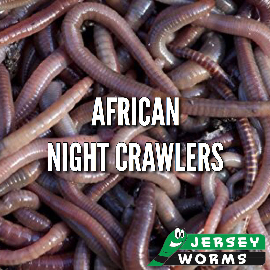 download african night crawler