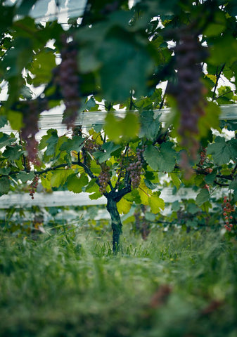 Grace Winery Vineyard