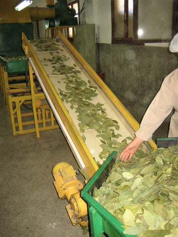 Sorting Bay Leaves Aegean Region Turkey