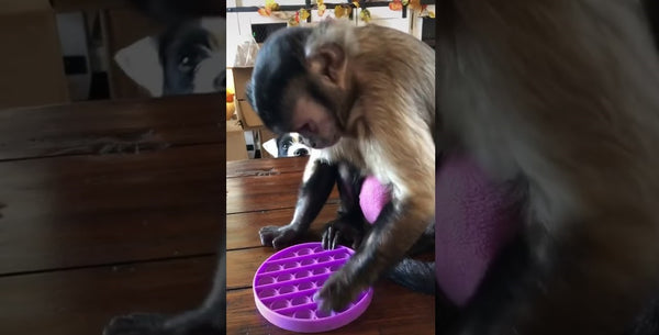 How a monkey launched the pop-it toy craze