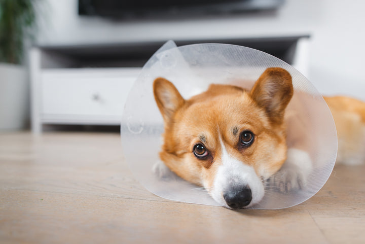 What To Expect After Spaying Neutering Surgery Fuzzy Pet Health