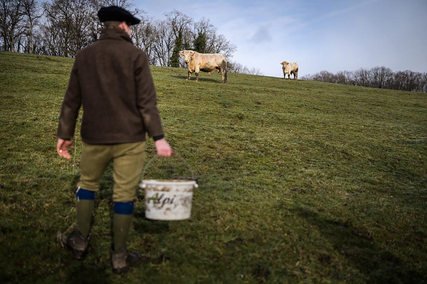 Armand Heitz nourrit ses vaches dans sa ferme en Bourgogne