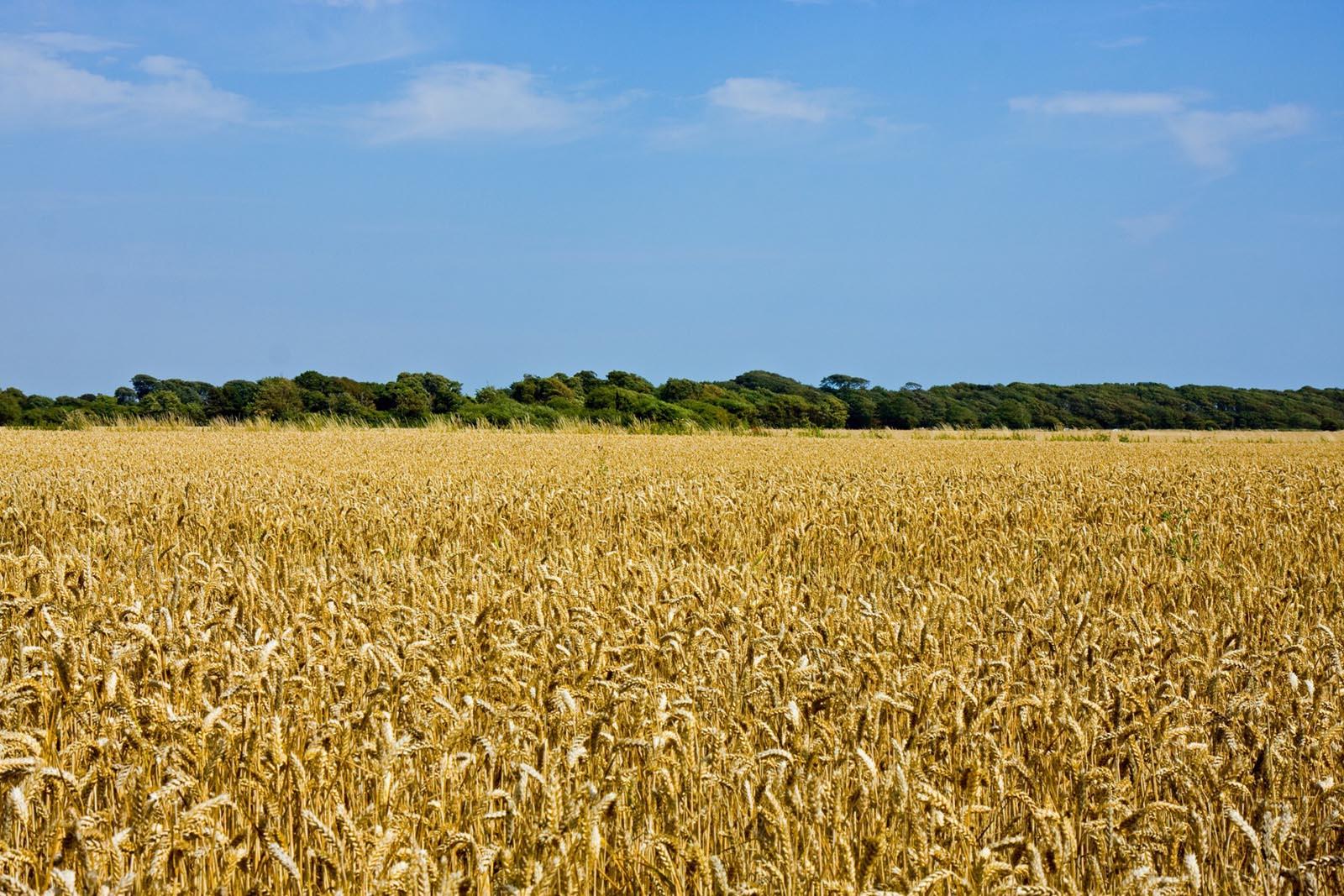 Champ de blé en monoculture